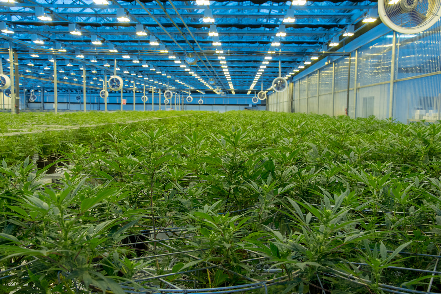 Investigación sobre cannabis medicinal afirma la efectividad contra diferentes enfermedades